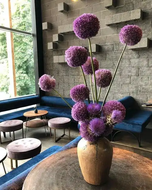 葱界颜值担当大花葱好看却不能吃呀