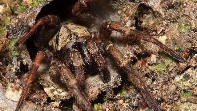 被活板门蜘蛛的捕食速度惊到了!千万别眨眼