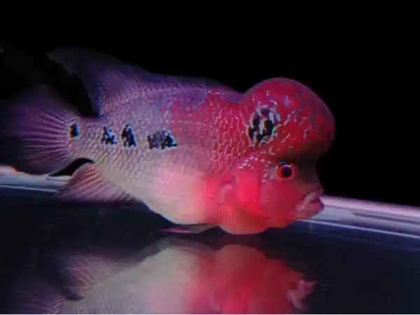 鸿运当头罗汉鱼红运苗罗汉苗观赏鱼宠物鱼热带鱼56厘米