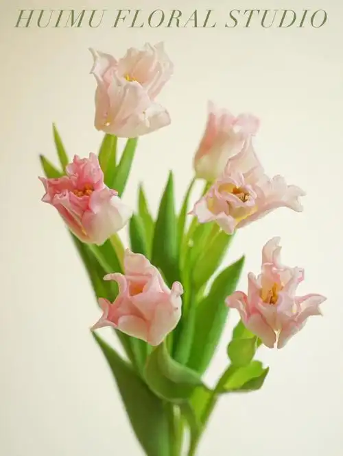 huimu花材分享粉色卷边郁金香