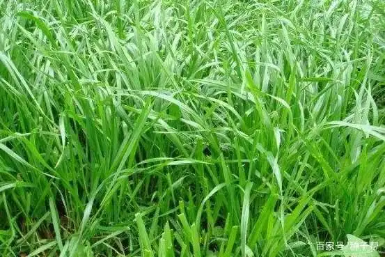 高羊茅种子发芽图片