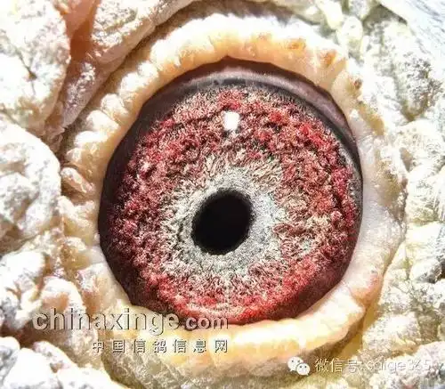 【鸽赏图】我认为最好的种鸽"眼砂"(图)