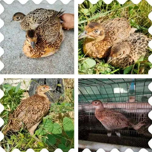 【顺丰发货】七彩山鸡脱温苗半大山鸡包活到家1斤左右七彩山鸡山鸡