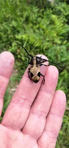 林防检疫站开展松褐天牛诱捕工作