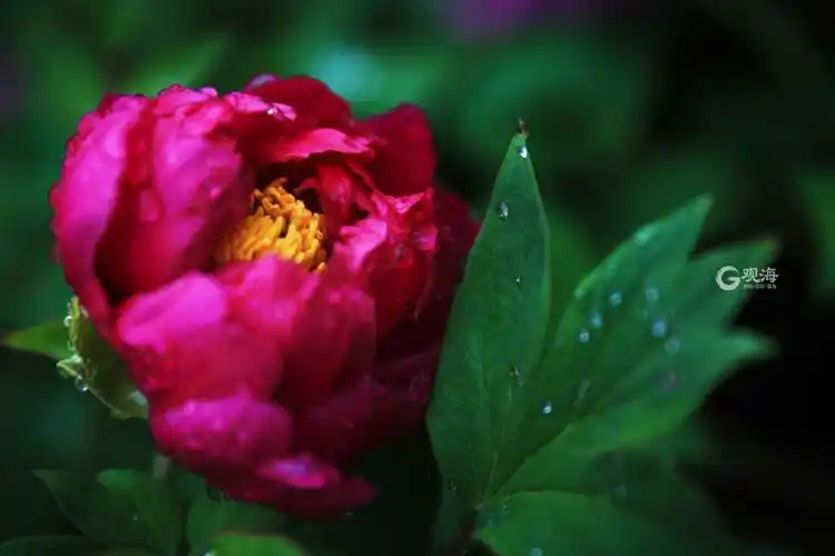 国色天香牡丹开雨后花中之王美出新高度