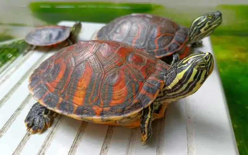【巴西龟】红黑配色冬日颜值担当