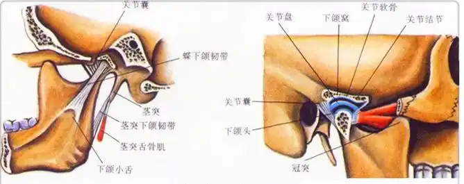 颞下颌关节紊乱——矫正引起的吗,注意事项