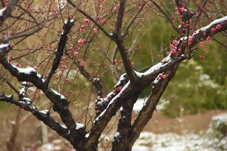 傲雪红梅下的枝干有力而又坚强