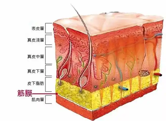 其实从根本上来讲,源自皮肤里的胶原蛋白的流失,大家都知道皮肤松弛