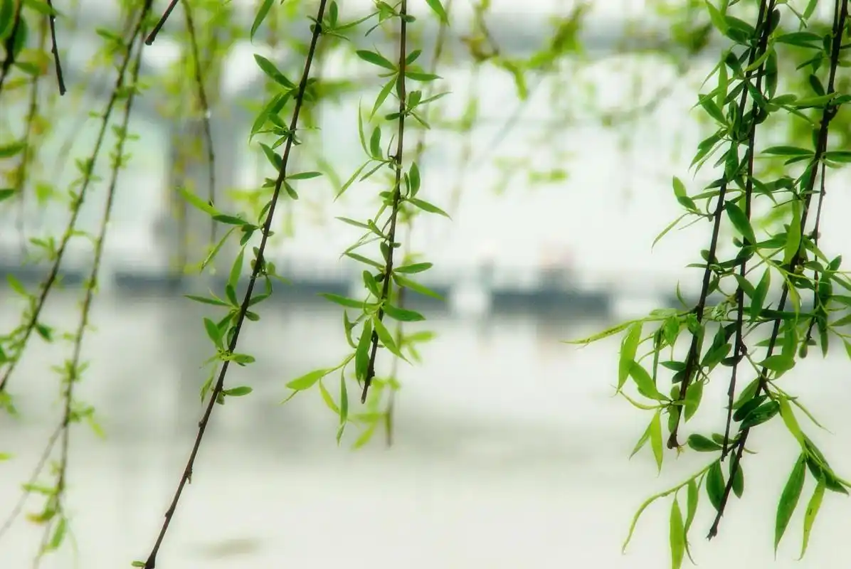 描写柳树的优美句子关于杨柳的优美句子