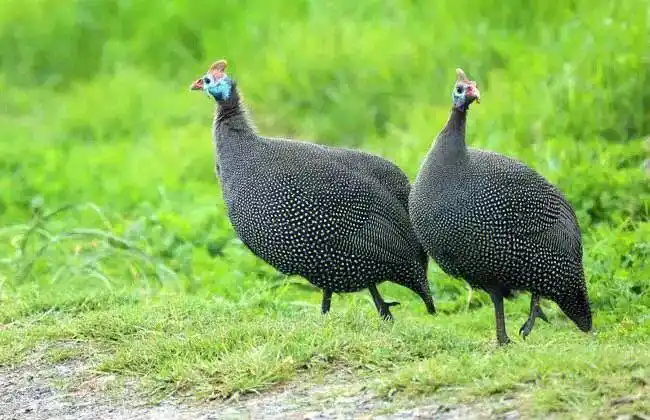 珍珠鸡半大珍珠鸡