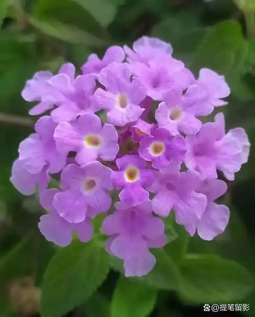 细叶间藏着灵动,别名紫花马缨丹,低调舒展,自有一番雅致野趣