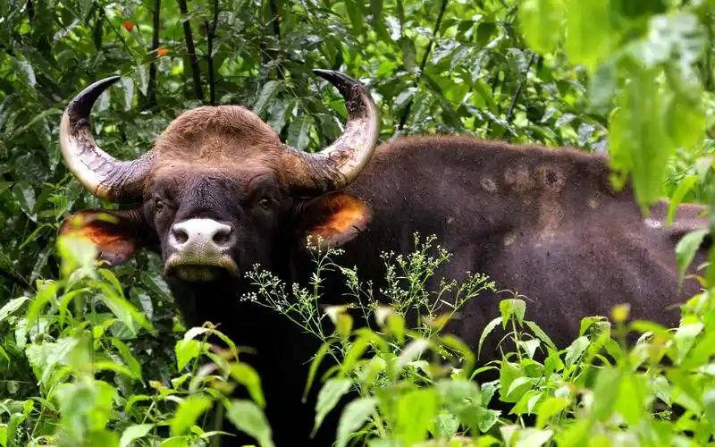 公牛看著你,角,叶子 壁纸