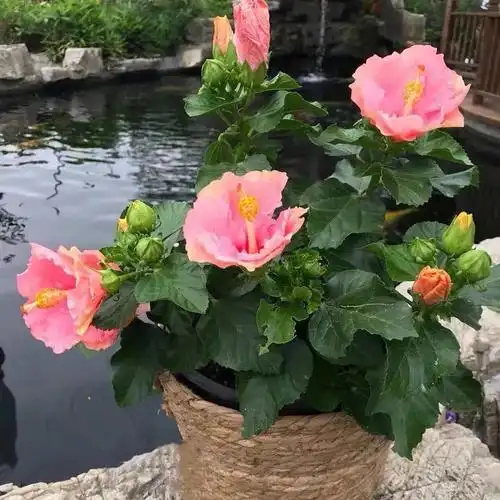 家里养扶桑花有忌讳吗(木槿花的养殖方法和注意事项有哪些)