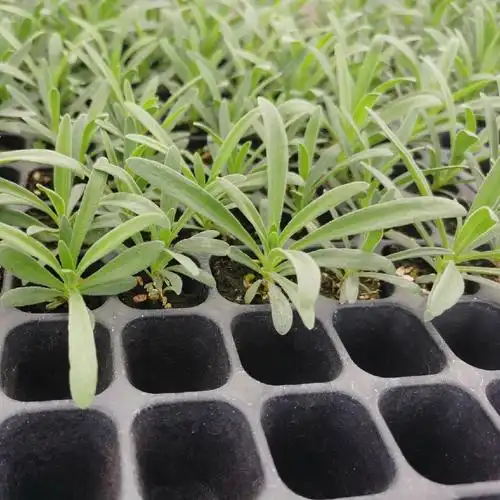 满天星小苗重瓣伊洛洛斯组培苗星空白花店客厅绿植