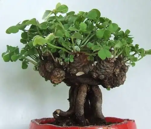 隔壁大爷把太阳花养成老桩,别人出2万都不卖!