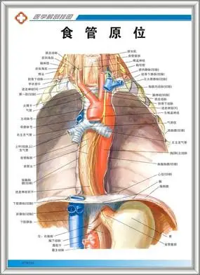 男性盆腔解剖结构示意图