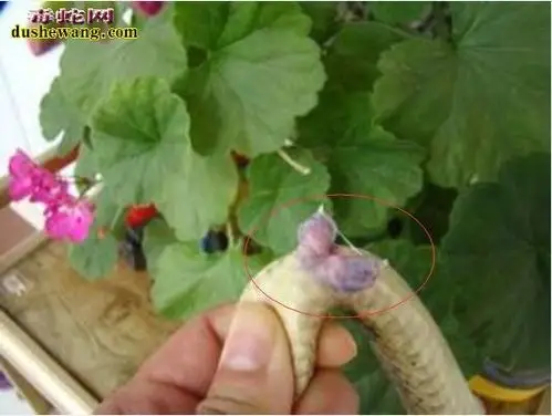 水律蛇雌雄分辨图片