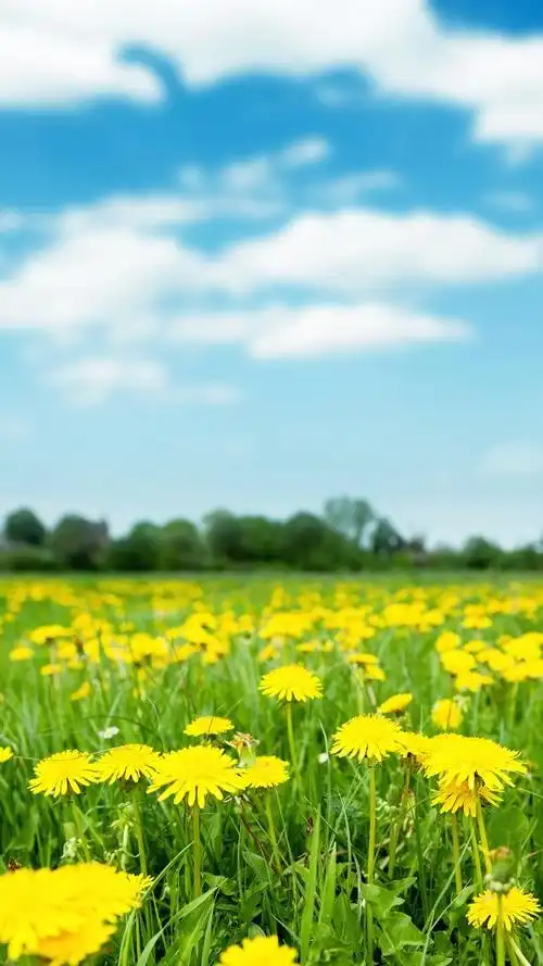 星空物语#花花草草#碧海蓝天 风景文字插画锁屏高清手机壁纸