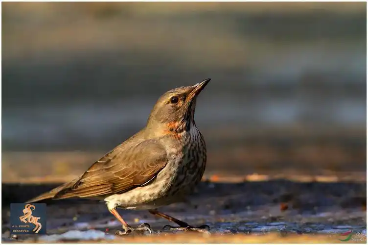 北京地区常见鸟斑鸫