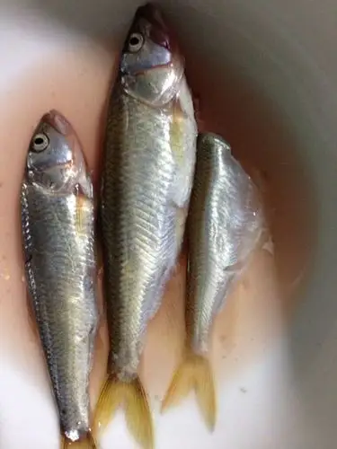 求此鱼学名,感谢