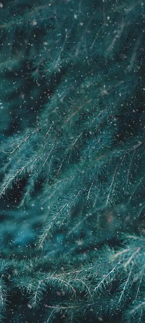 壁纸 精美手机屏幕图片好看的高清壁纸