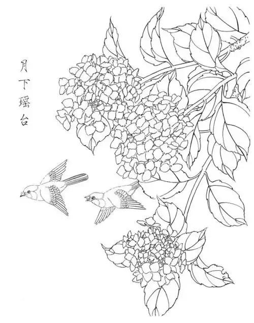 绣球花白描20幅