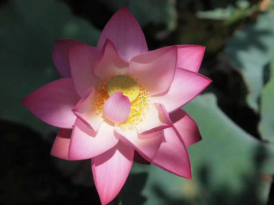 莲花跟荷花是不是同一种花,有什么区别,为什么佛教喜欢用莲花?