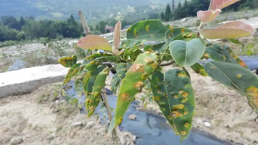 朋友梨锈病,怎样才能彻底防治?