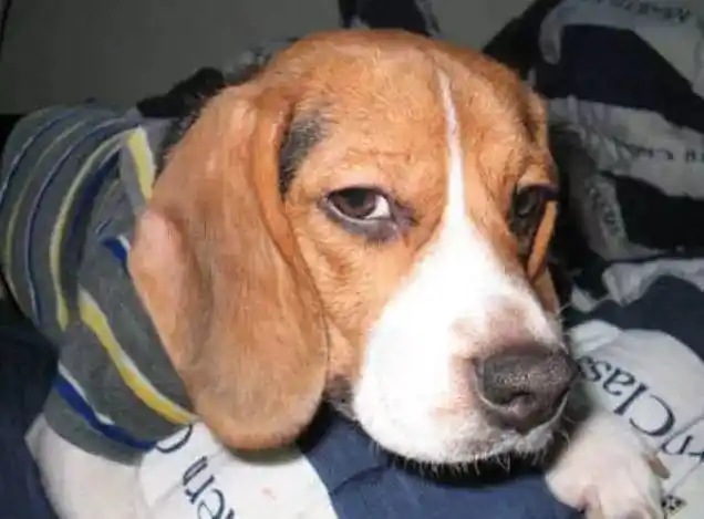 狗狗们的经典表情,你理解它们在表达些什么吗?