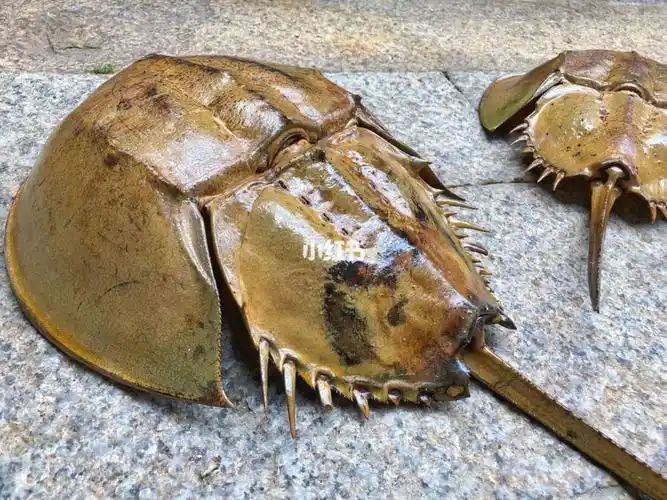 上篇我们提到了一些有关鲎的小知识,这篇要来分享给大家有关鲎的"谚语