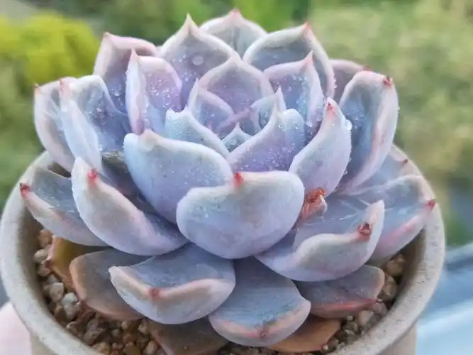 每个爱多肉的人都有一颗热爱生活的心