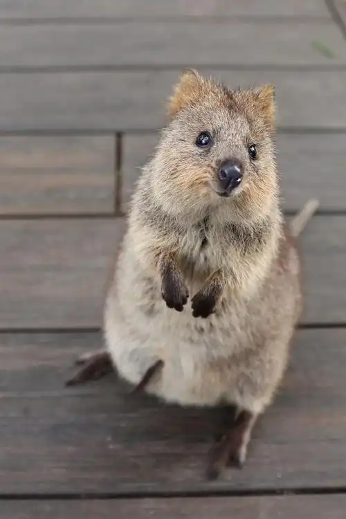 短尾矮袋鼠是澳大利亚西南部特有的有袋目哺乳动物,因有胖嘟嘟的脸和"