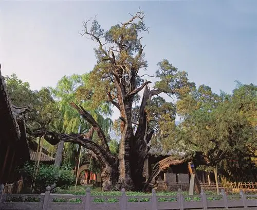 河南登封 嵩阳书院二将军古柏