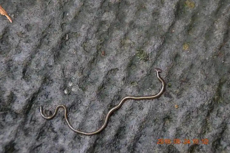 清音静心,峨眉山我又来了