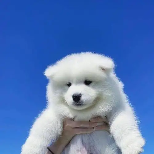 有无人有可爱萨摩耶头像分享已找到