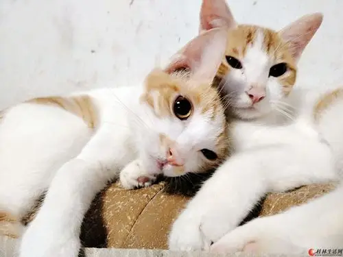 可爱健康粘人猫咪免费领养