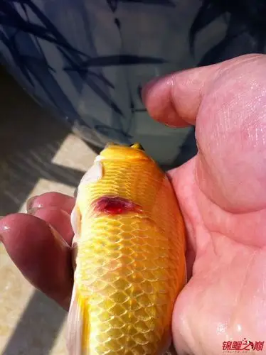 锦鲤疾病 - 龙巅锦鲤鱼