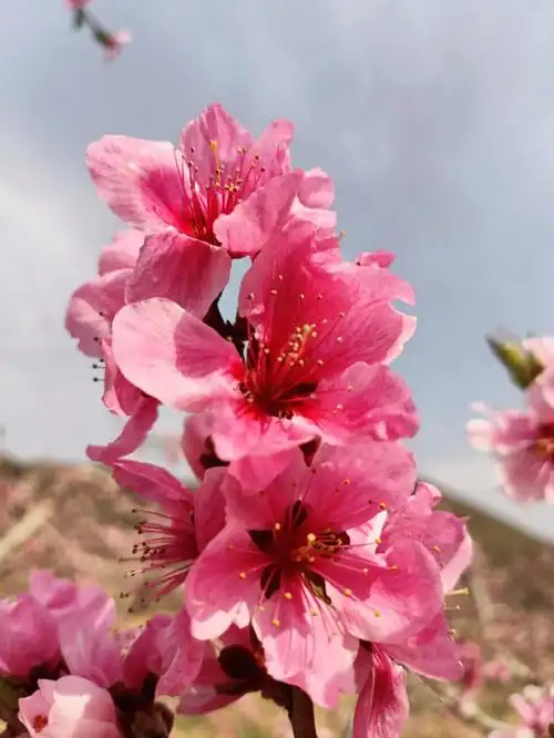 桃园桃花开了好美桃子熟的季节越来越近了