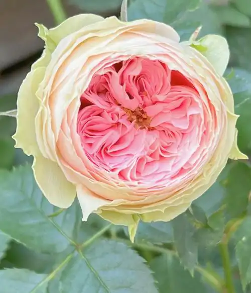 门廊绒球复花冠军