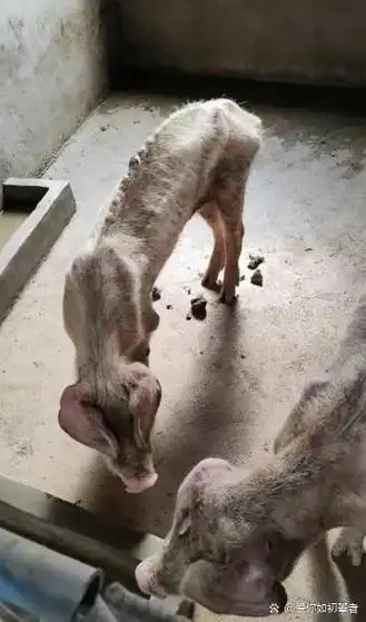 这几头骨瘦如柴的猪,到底是因为生病暴瘦,还是因为被恶意绝食导致营养