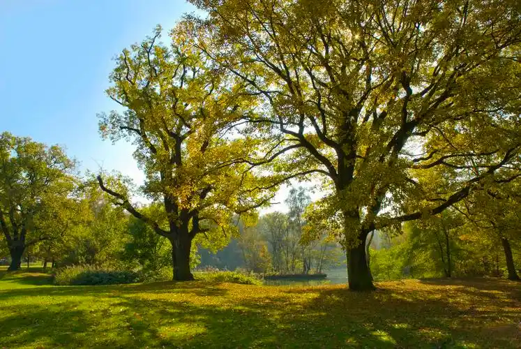 秋天公园大树高树树木室外风景景色风光