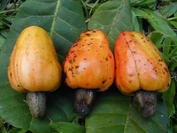 长得像器官的5种瓜果蔬菜银莲果酷似人脸佛手瓜受人喜爱