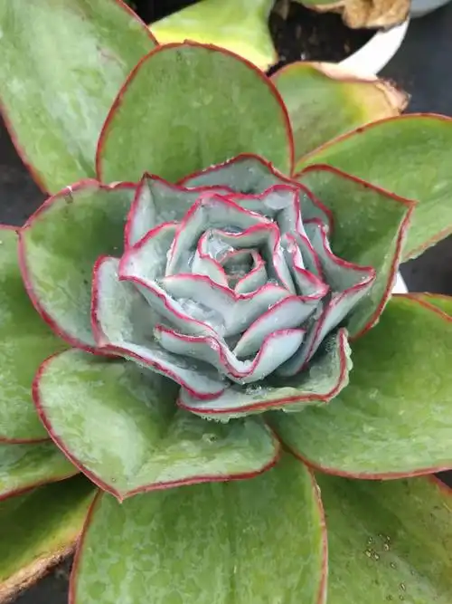 1001种多肉之一钢叶莲多肉怎么养?