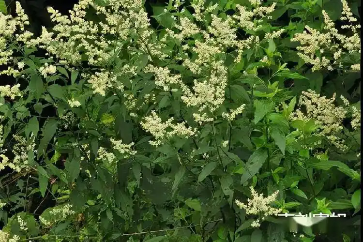 每天学习一味中药刘寄奴