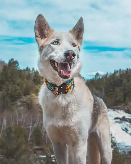 每日图集异瞳的哈士奇真的特别