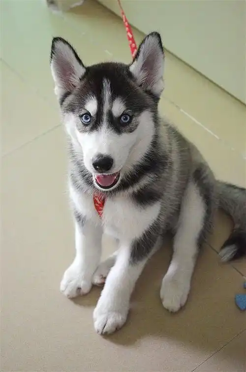 三个月大的小哈