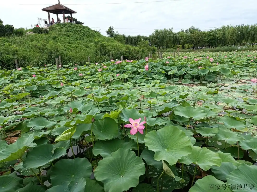 打卡!咸阳湖二期赏荷正当时,莫负花期呀!
