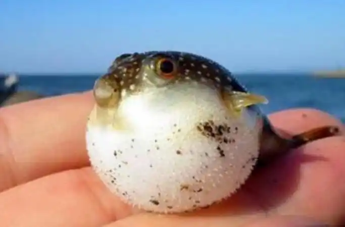 气鼓鱼和河豚的区别 - 赛百科