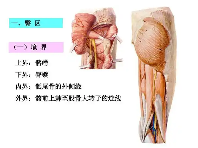 医学 04 臀区,股后区,膎窝ppt 一,臀 区 (一)境 界 上界: 上界:髂嵴